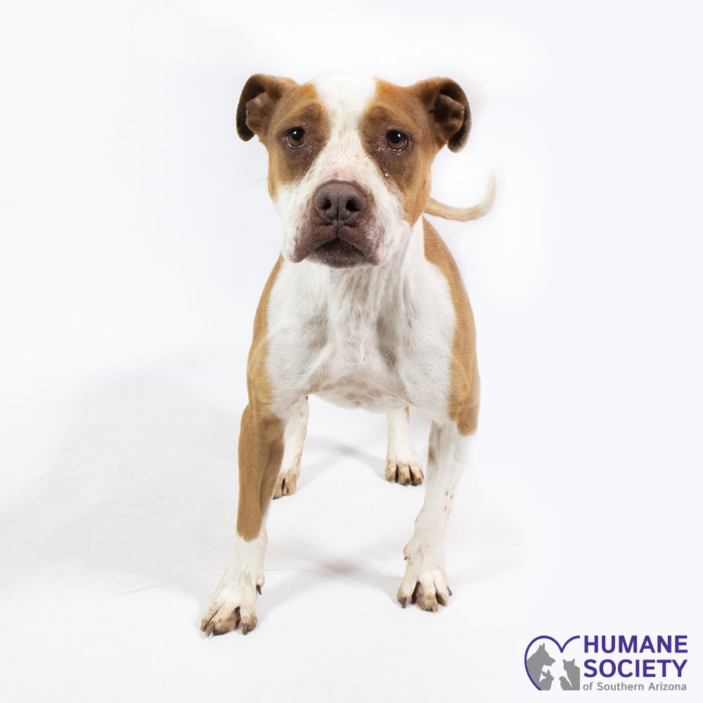 Adopt a friend: Rosie